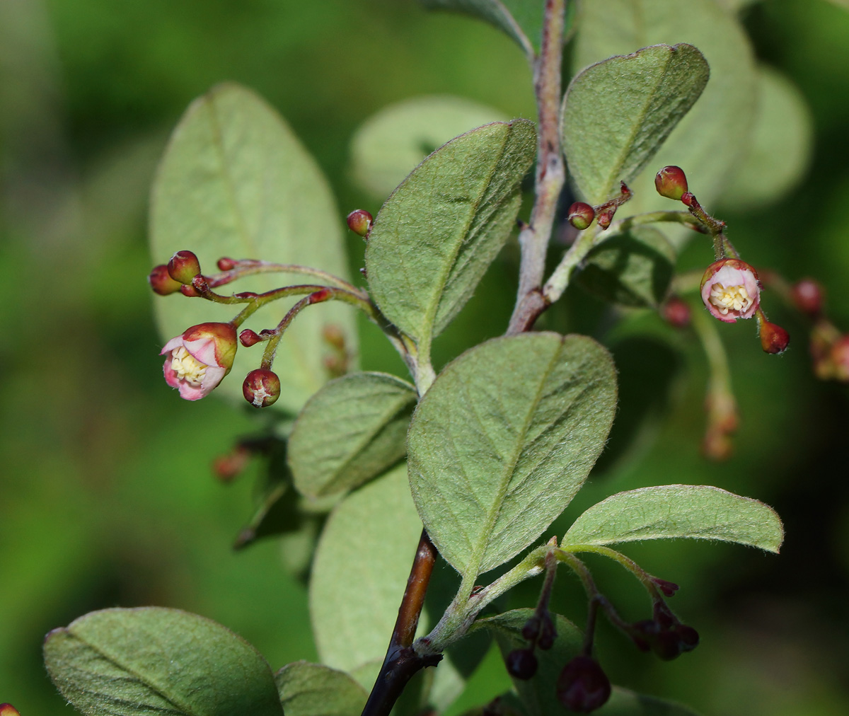 Image of Cotoneaster melanocarpus specimen.