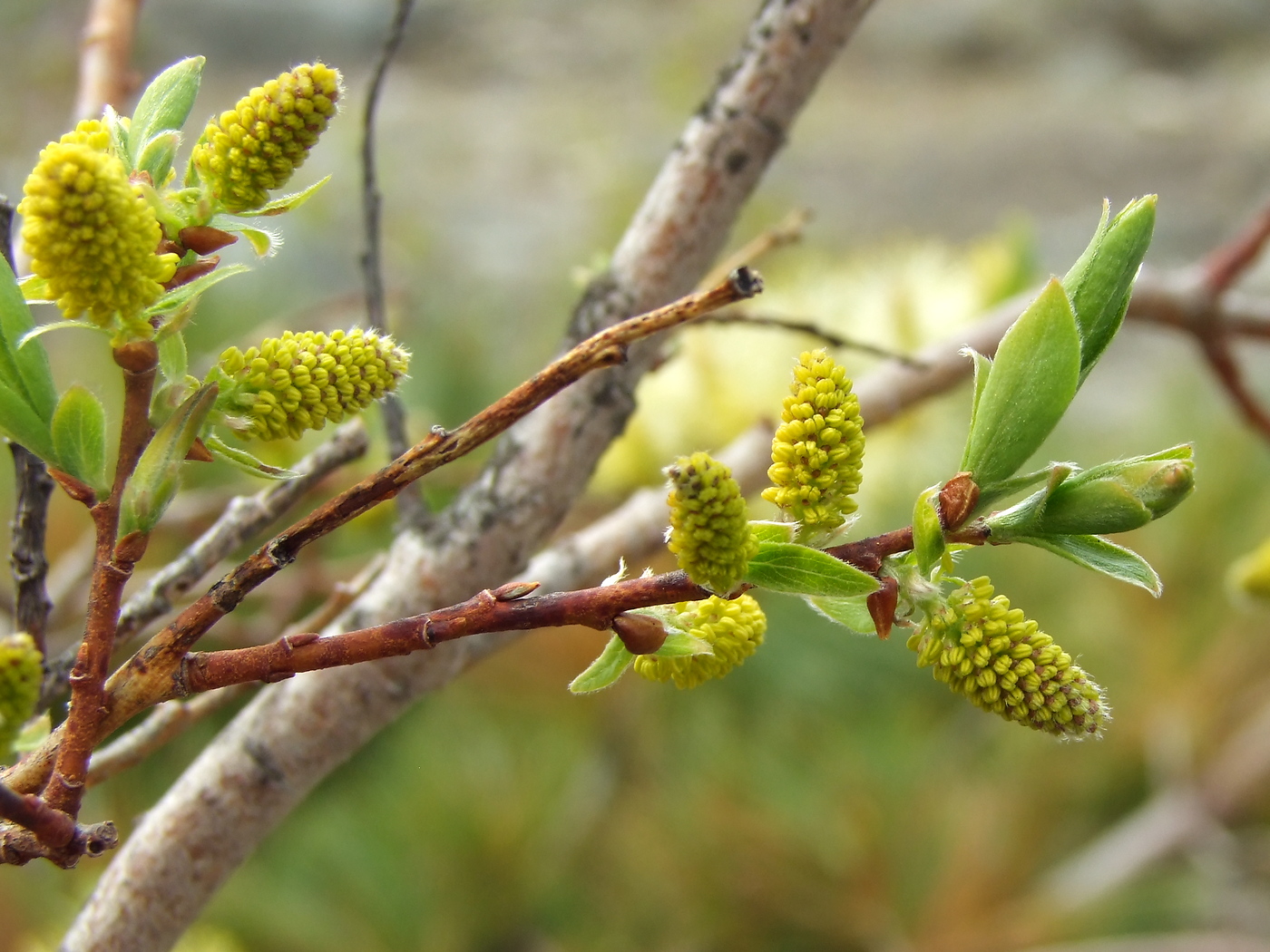 Изображение особи Salix bebbiana.