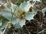 Eryngium maritimum. Соплодие и листья. Калининградская обл., г. Балтийск, городской пляж. 11 августа 2018 г.