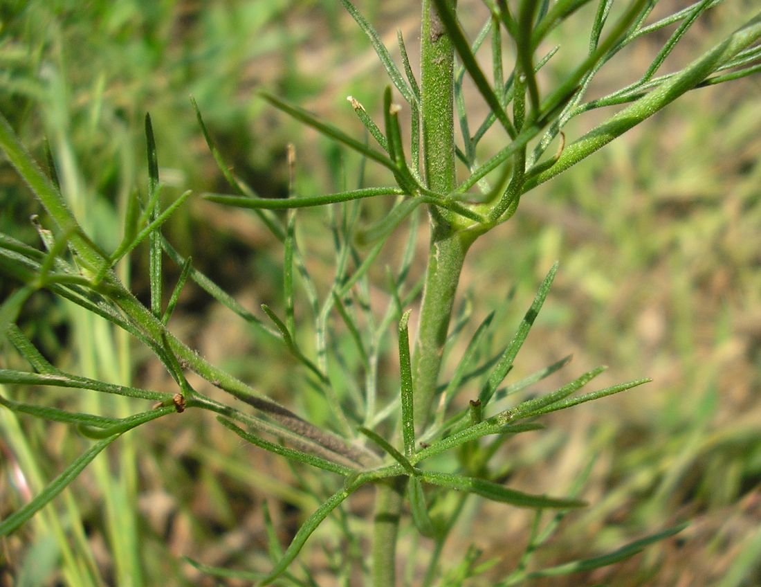 Image of Delphinium hispanicum specimen.