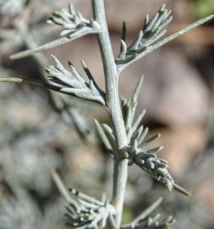 Изображение особи Noaea mucronata.