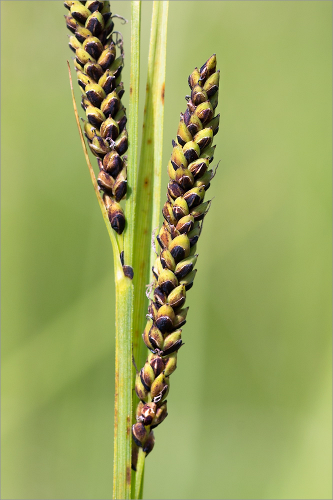 Image of genus Carex specimen.