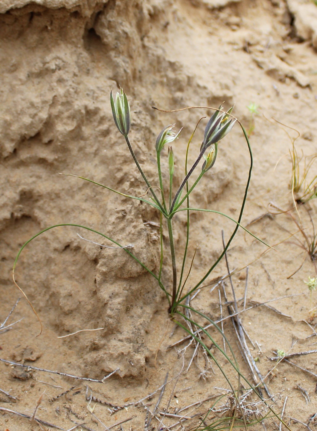 Image of Gagea quasitenuifolia specimen.