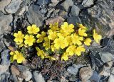 Potentilla pulviniformis