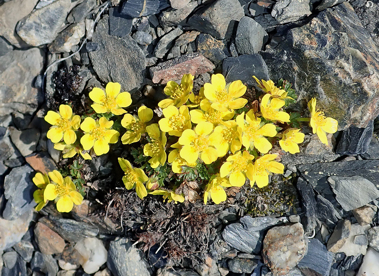 Image of Potentilla pulviniformis specimen.