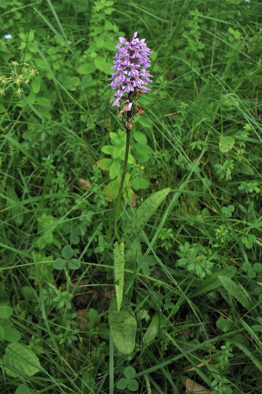 Image of Dactylorhiza fuchsii specimen.