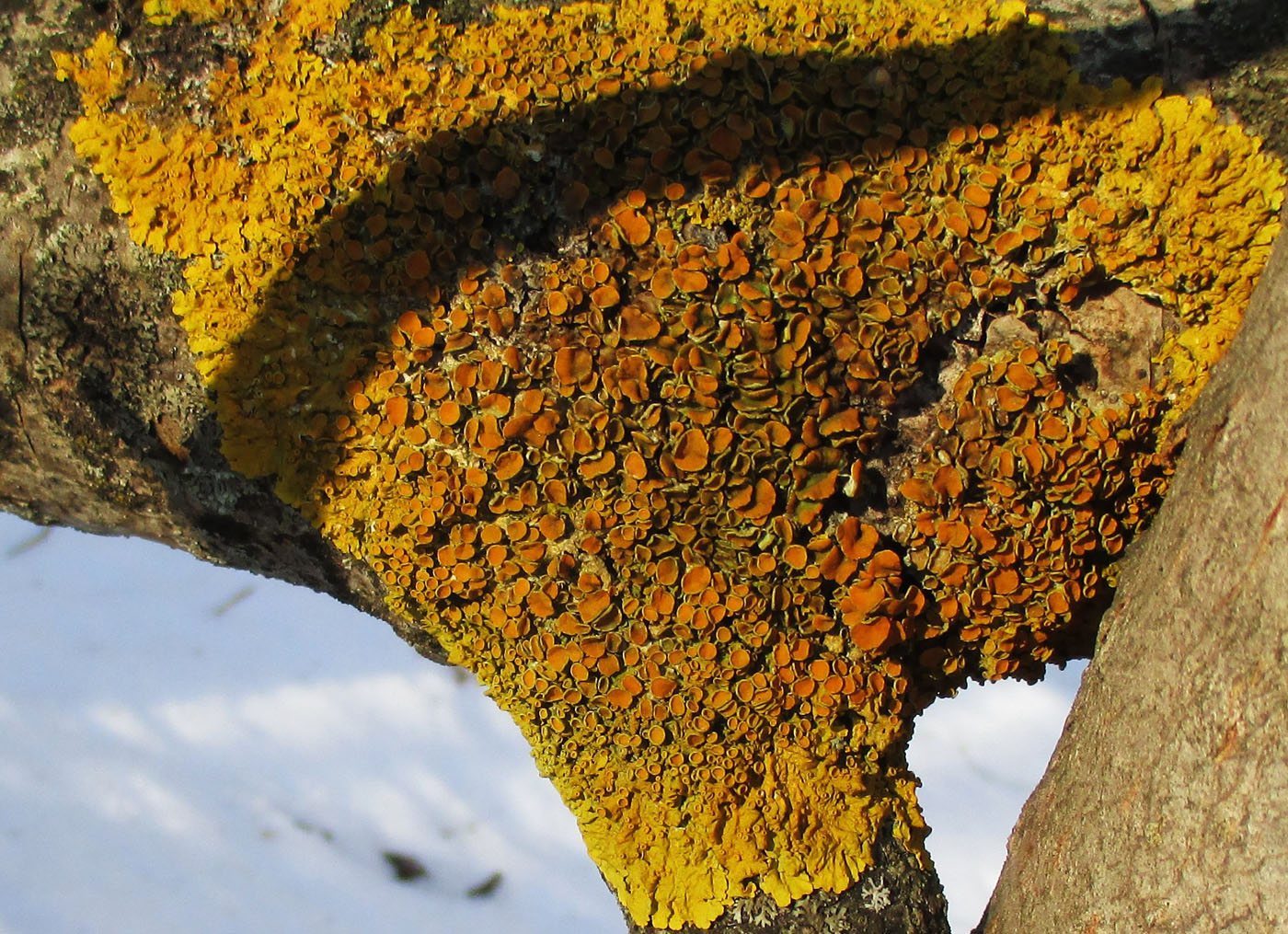 Изображение особи Xanthoria parietina.