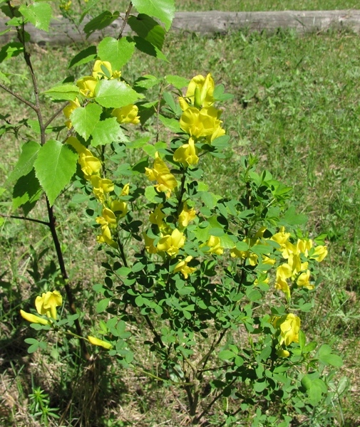 Image of Chamaecytisus ruthenicus specimen.