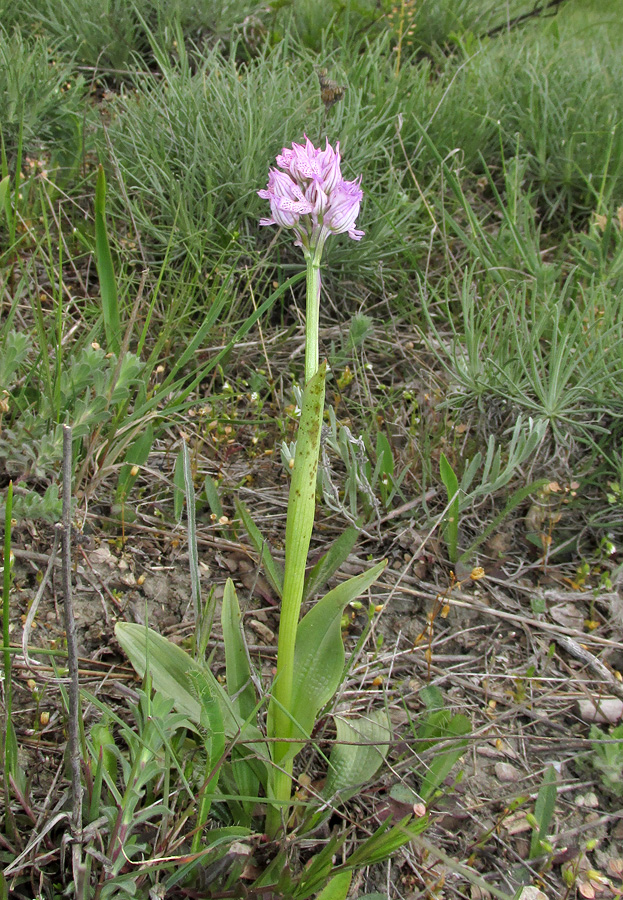 Изображение особи Neotinea tridentata.