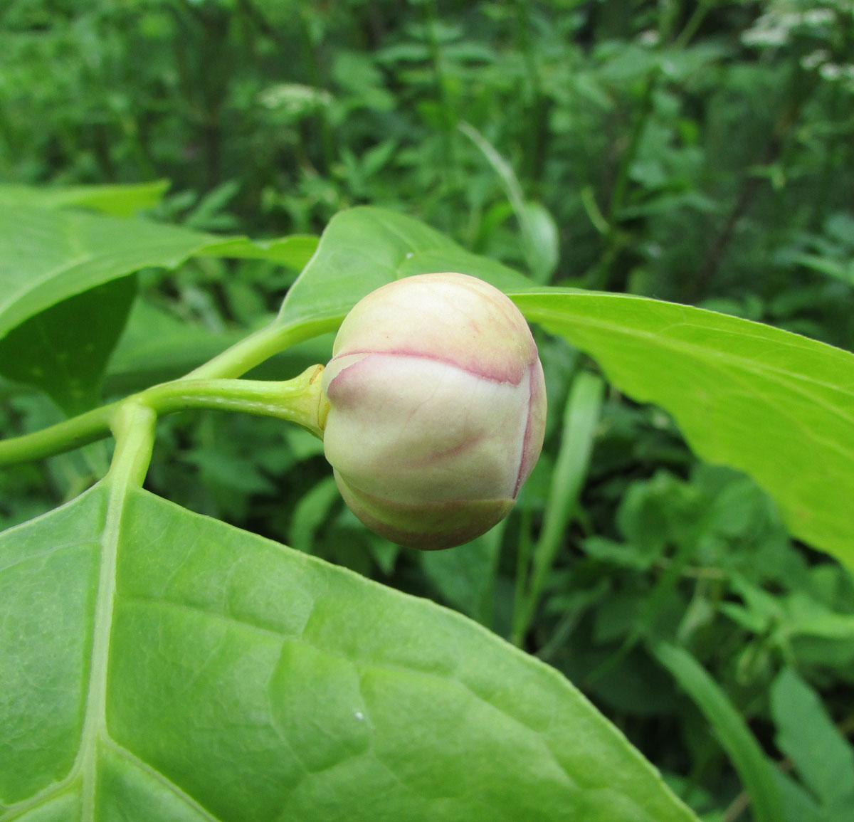 Image of Calycanthus chinensis specimen.