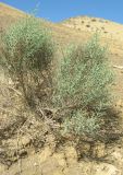 Kalidium foliatum. Вегетирующее растение. Дагестан, Дербентский р-н, 4 км к западу от с. Музаим, долина р. Камышчай, пойма, опустыненный глинистый склон. 30 мая 2019 г.