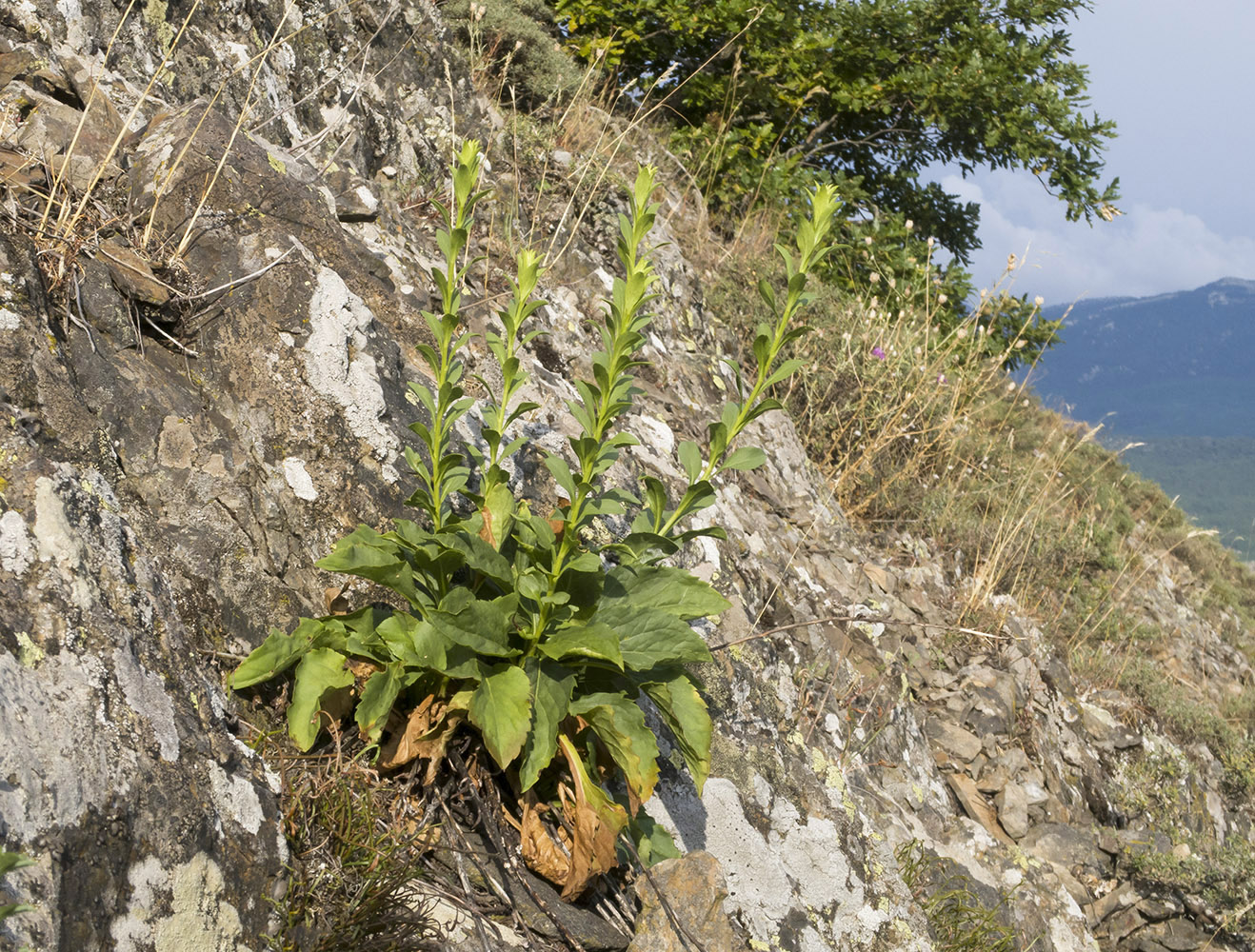 Image of Solidago virgaurea ssp. taurica specimen.