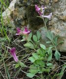 Corydalis ledebouriana. Цветущее растение. Казахстан, Угамский хребет, бассейн р. Сайрам-су. 30.04.2006.
