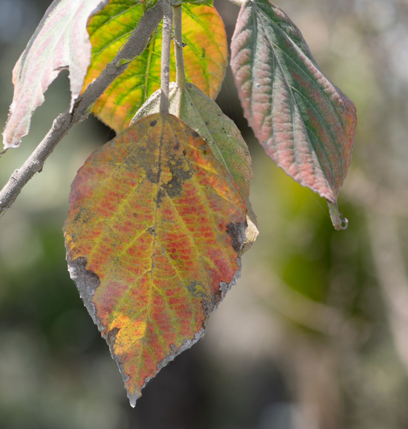 Изображение особи Acalypha hispida.