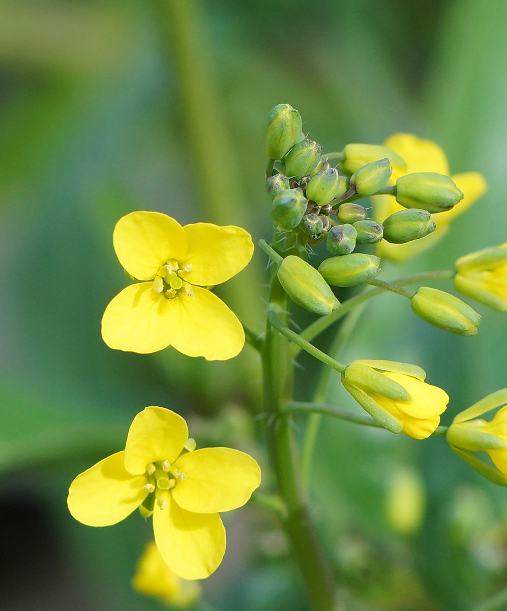 Image of Brassica campestris specimen.