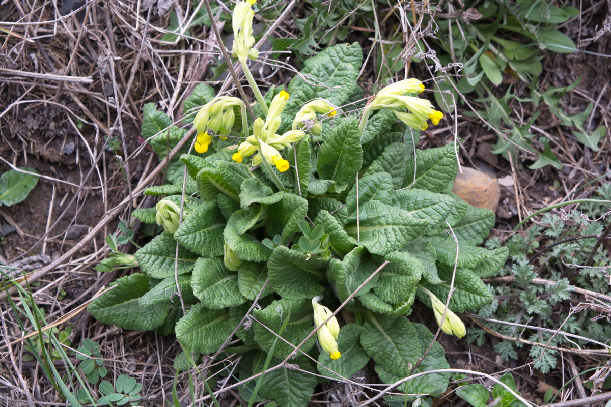 Image of Primula macrocalyx specimen.