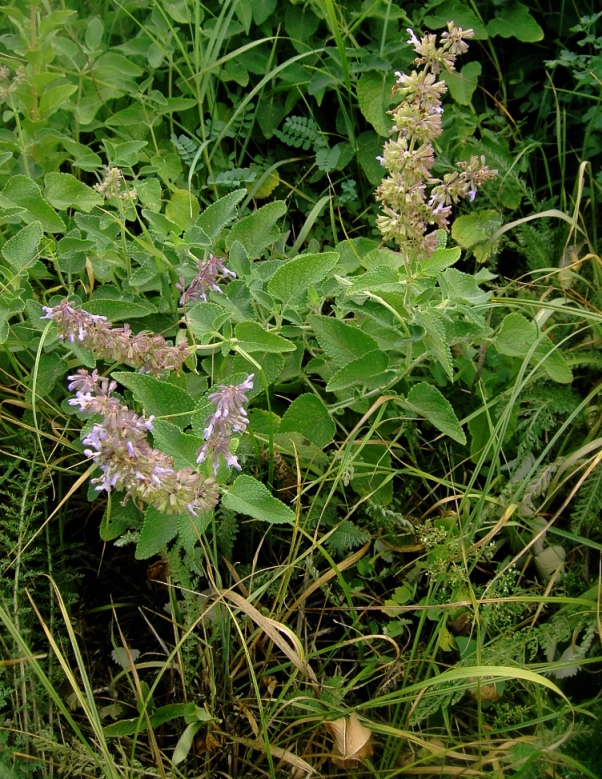 Image of Salvia verticillata specimen.