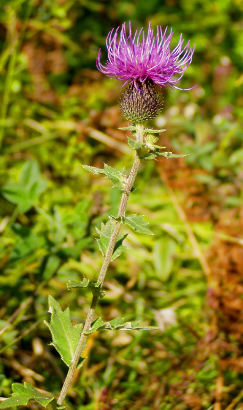 Изображение особи Cirsium euxinum.