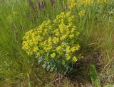 Euphorbia agraria. Цветущее растение. Украина, г. Запорожье, балка Березноватая, луговая степь на склоне. 05.06.2020.