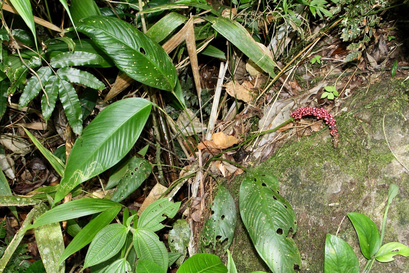 Image of Anthurium lancifolium specimen.