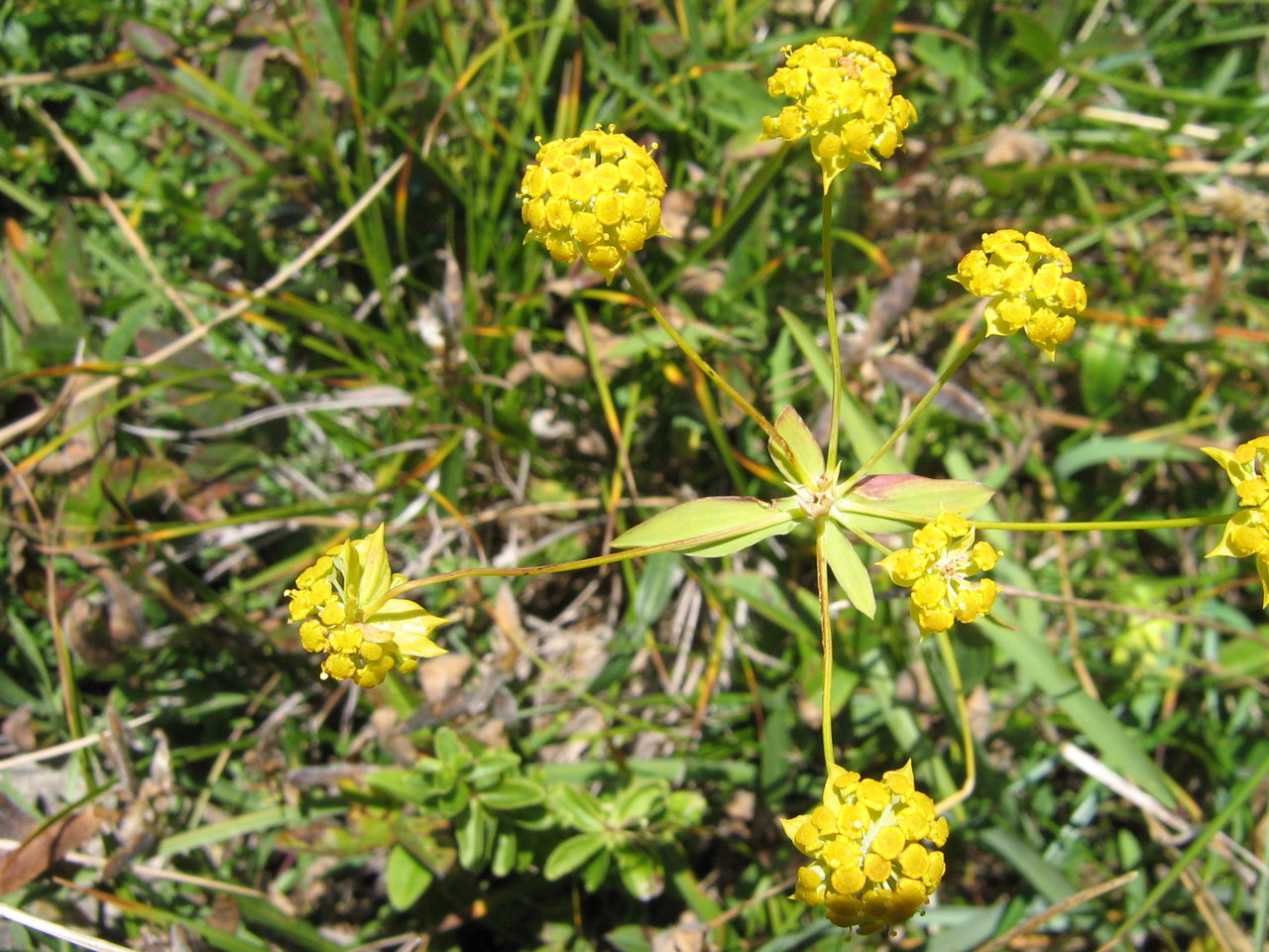 Изображение особи Bupleurum ranunculoides.