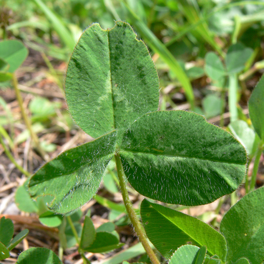 Image of Trifolium repens specimen.