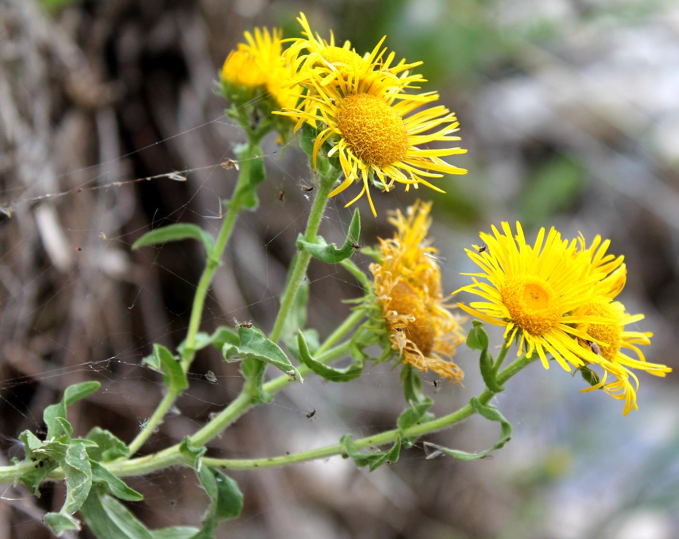 Изображение особи Inula britannica.