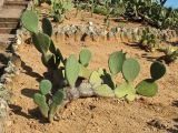 род Opuntia. Растение с завязавшимися плодами. Испания, Каталония, провинция Girona, Costa Brava, Blanes, ботанический сад \"Pinya de Rosa\". 27 октября 2008 г.