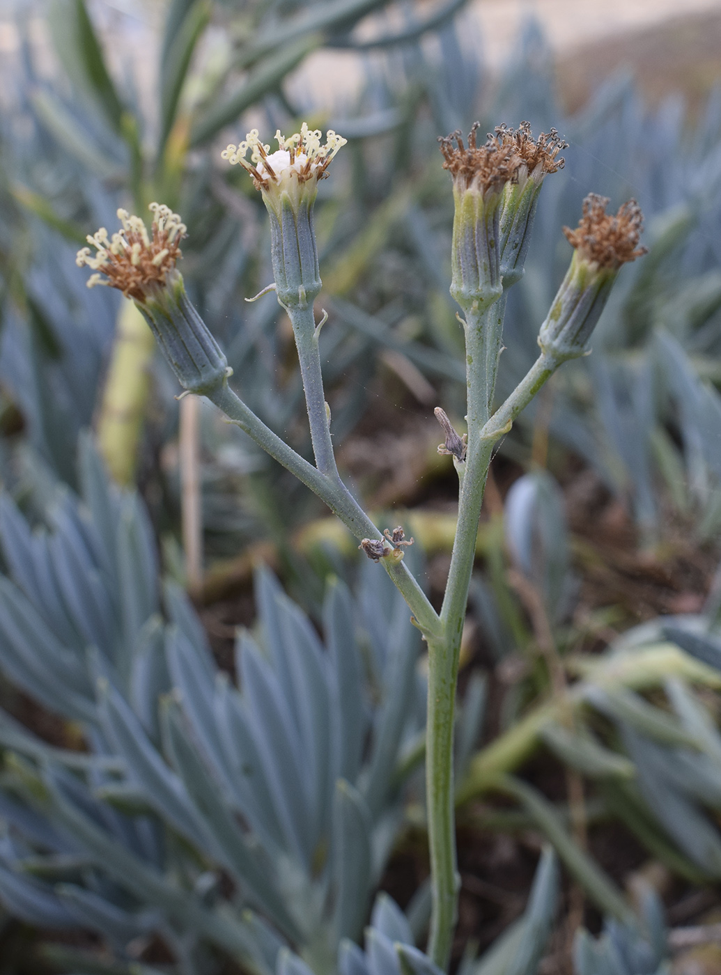 Изображение особи Curio repens.