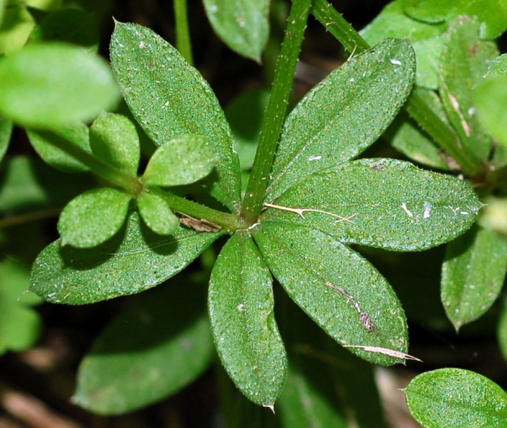 Image of Galium pseudoasprellum specimen.