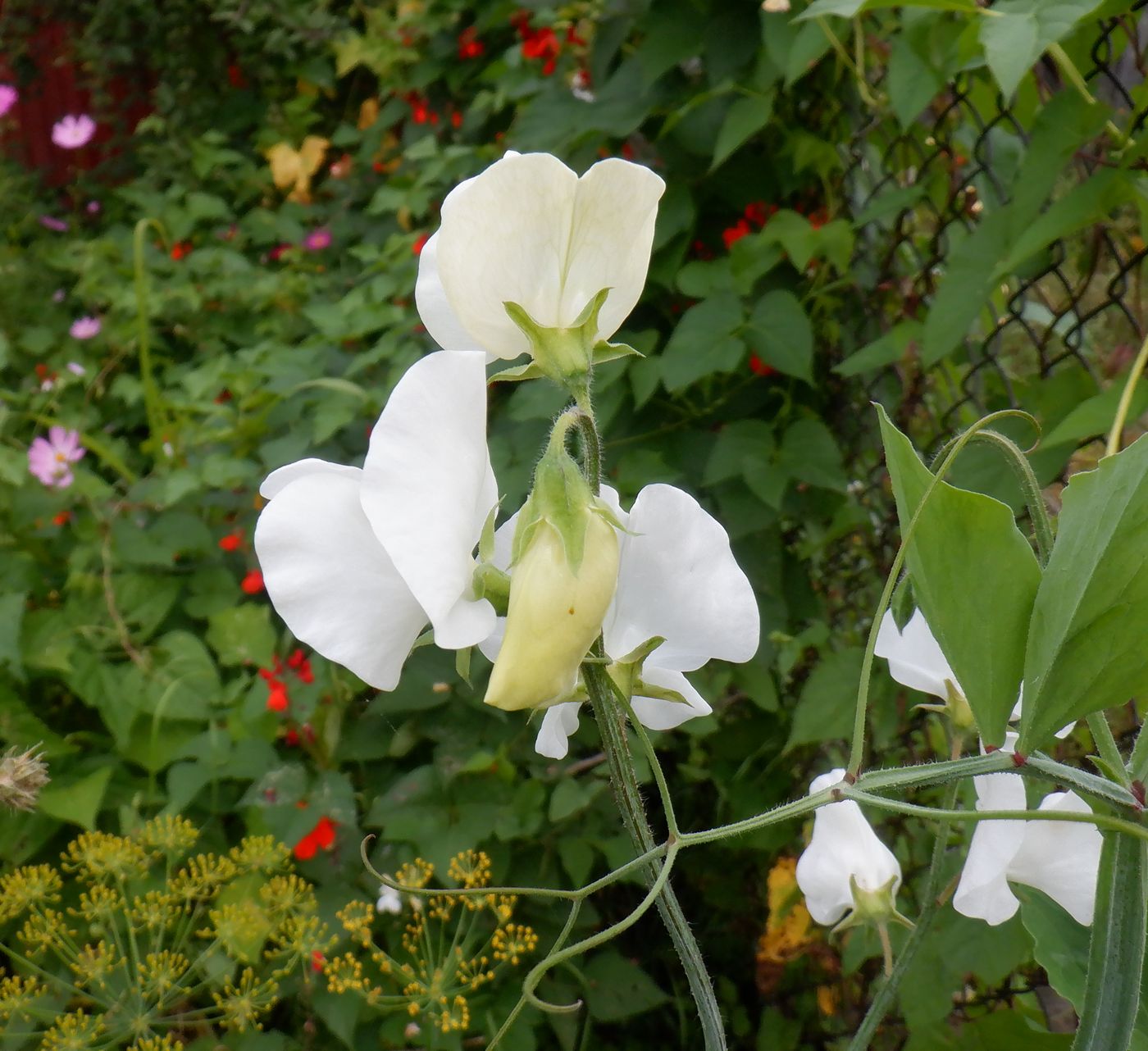 Image of Lathyrus odoratus specimen.