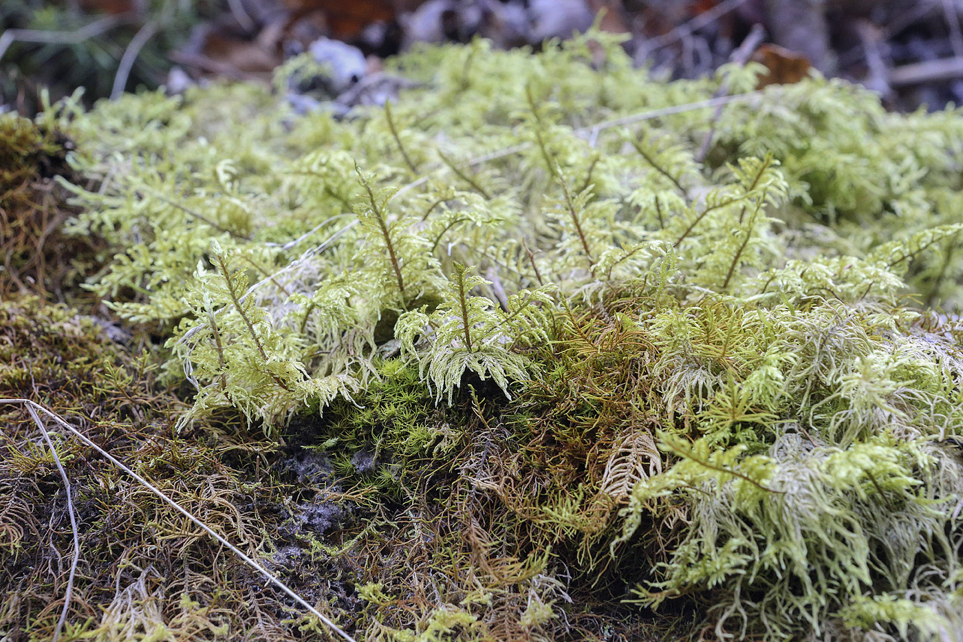 Image of Hylocomium splendens specimen.