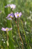 Primula finmarchica