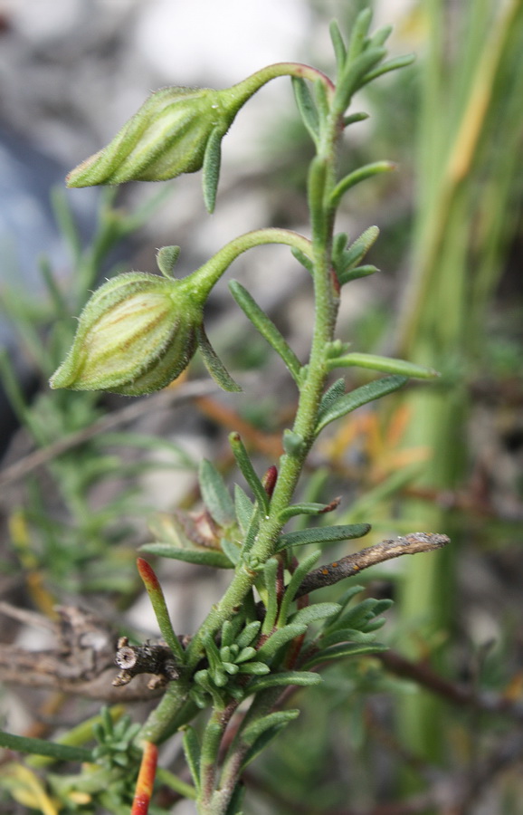 Image of Fumana procumbens specimen.