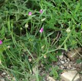 Lathyrus hirsutus