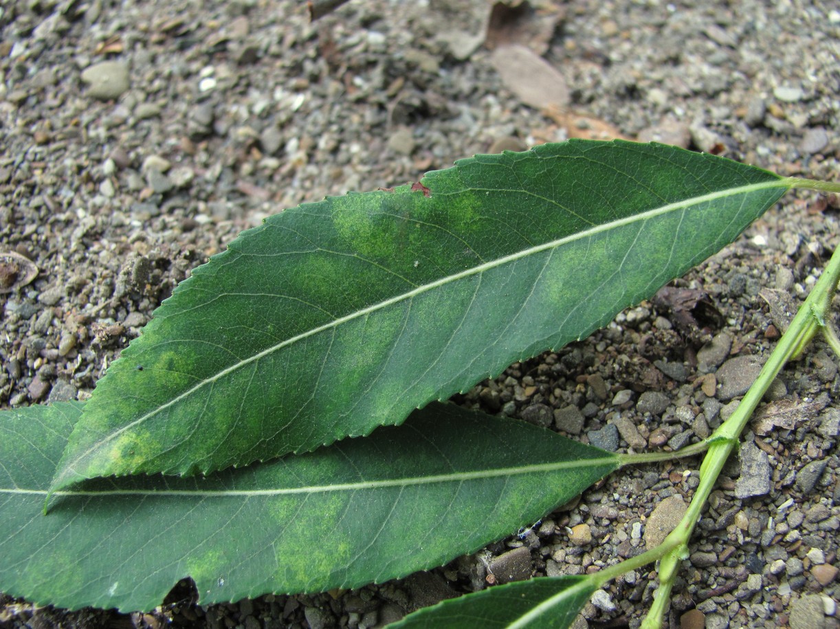 Изображение особи Salix triandra.