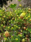 Trifolium campestre. Верхушка побега с соцветиями. Греция, о. Родос, г. Родос, Родосская крепость (Дворец великих магистров), на газоне. 11 мая 2011 г.