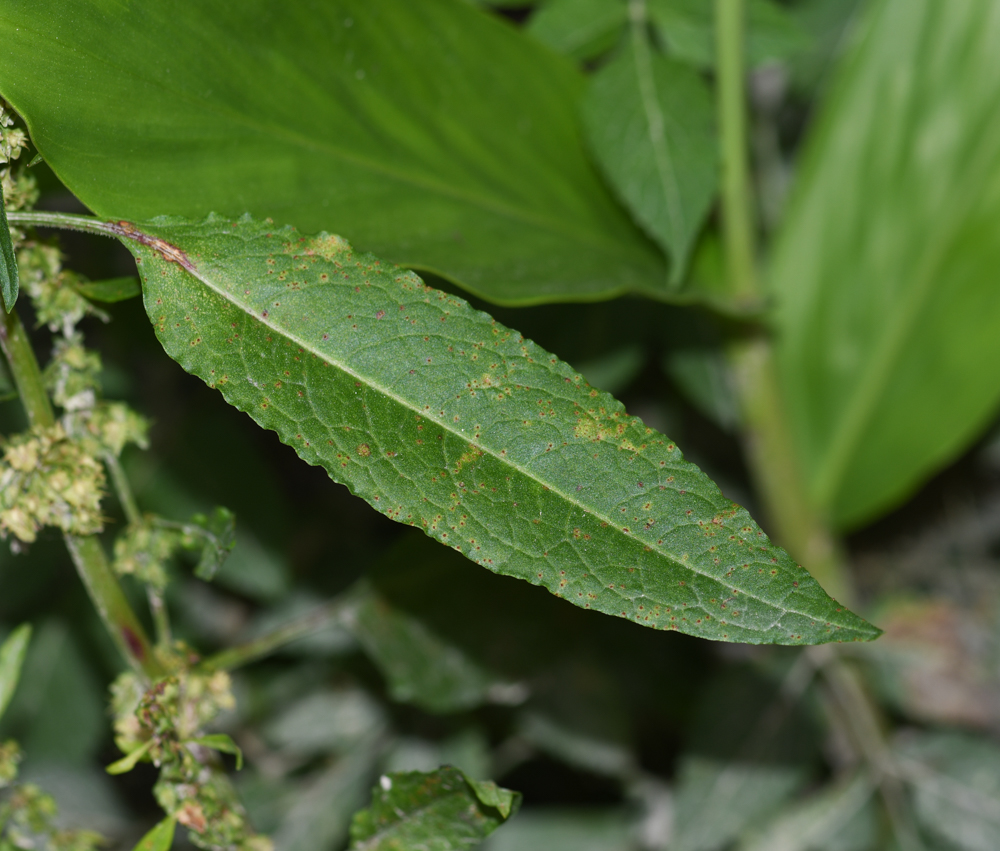 Image of Rumex obtusifolius specimen.