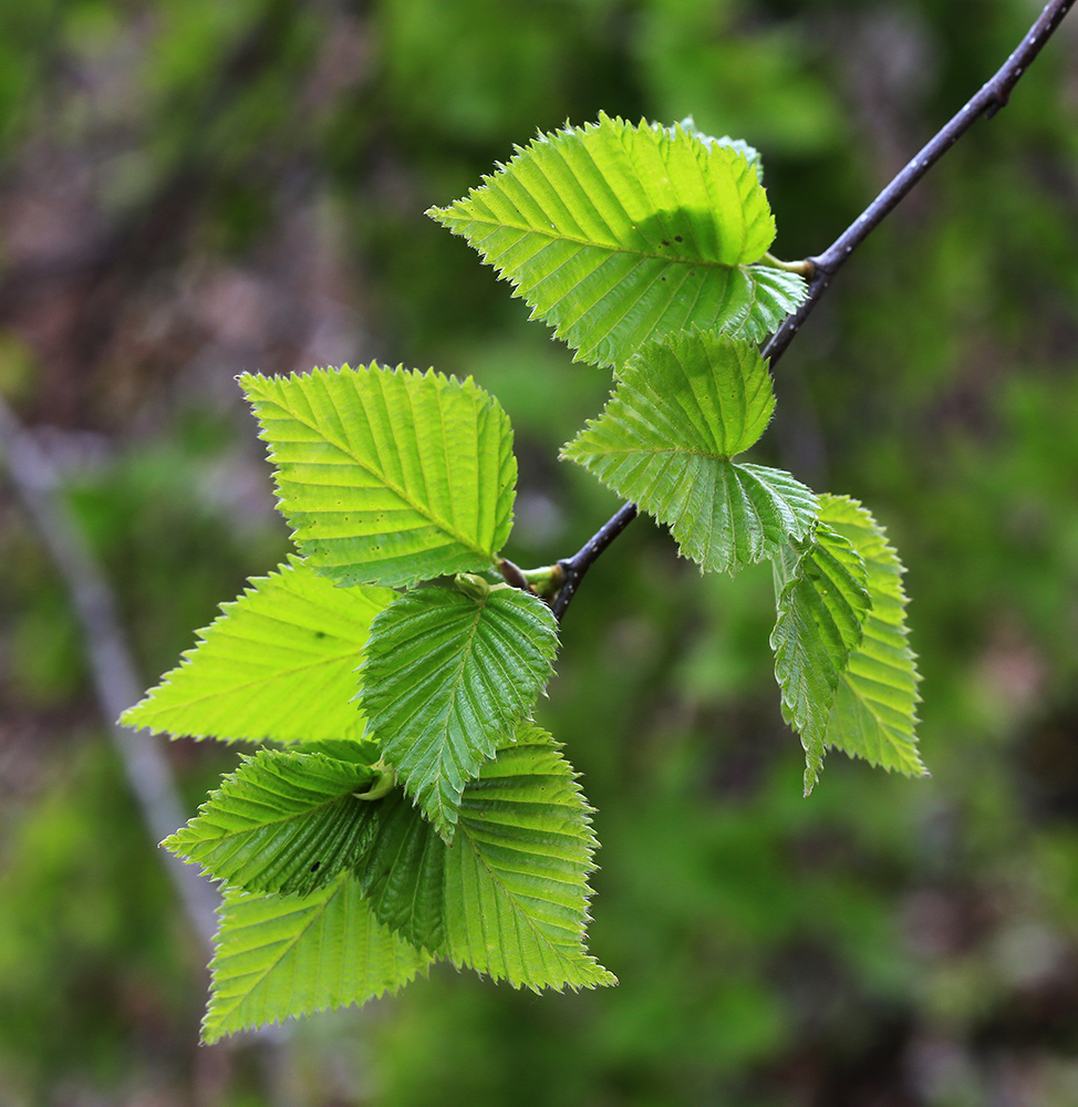 Изображение особи Betula lanata.