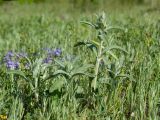 Stachys velata. Вегетирующие растения. Краснодарский край, Крымский р-н, окр. станицы Неберджаевская, ур. Темрючки, каменистая поляна в грабово-дубовом лесу. 15.05.2021.