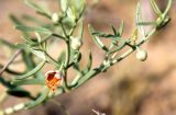 Смотреть изображение Zygophyllum ovigerum