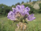 Campanula farinosa. Верхушка соцветия. Украина, г. Луганск, балка Мощинский яр, основание склона северо-западной эксп., разнотравно-злаковая степь. 27.07.2021.