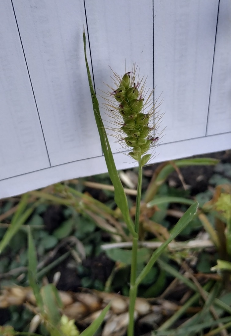 Image of Setaria pumila specimen.