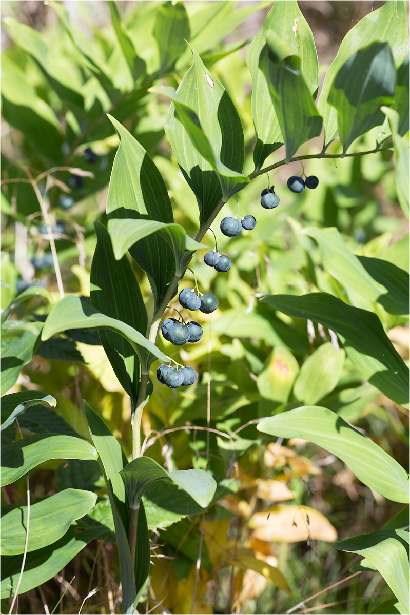 Image of Polygonatum multiflorum specimen.