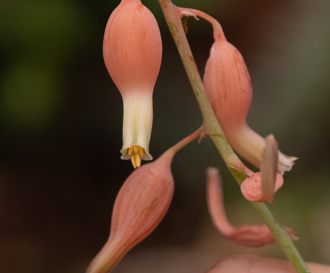 Изображение особи Gasteria obliqua.