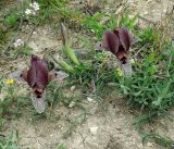 Iris acutiloba. Цветущее растение. Азербайджан, Шамкирский р-н, Дзегам, известняковые холмы. 17.04.2010.