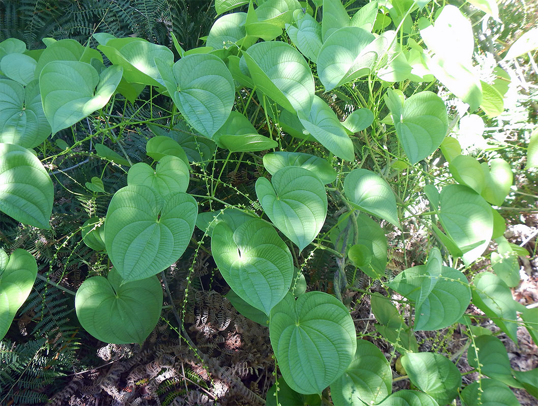 Изображение особи семейство Dioscoreaceae.