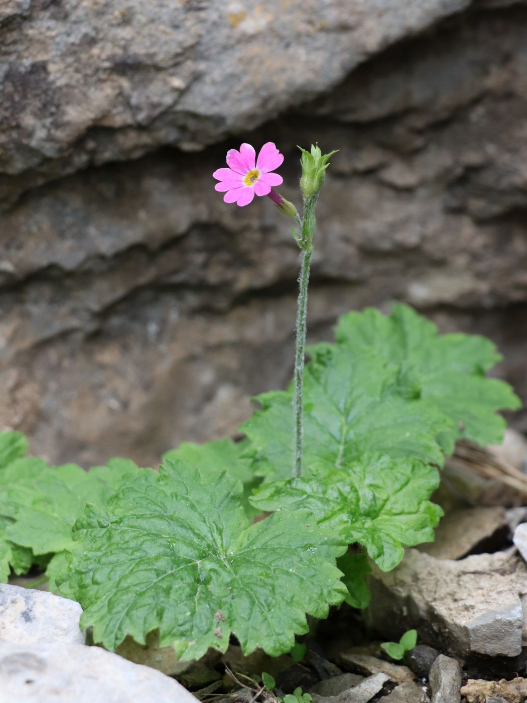 Image of Primula minkwitziae specimen.