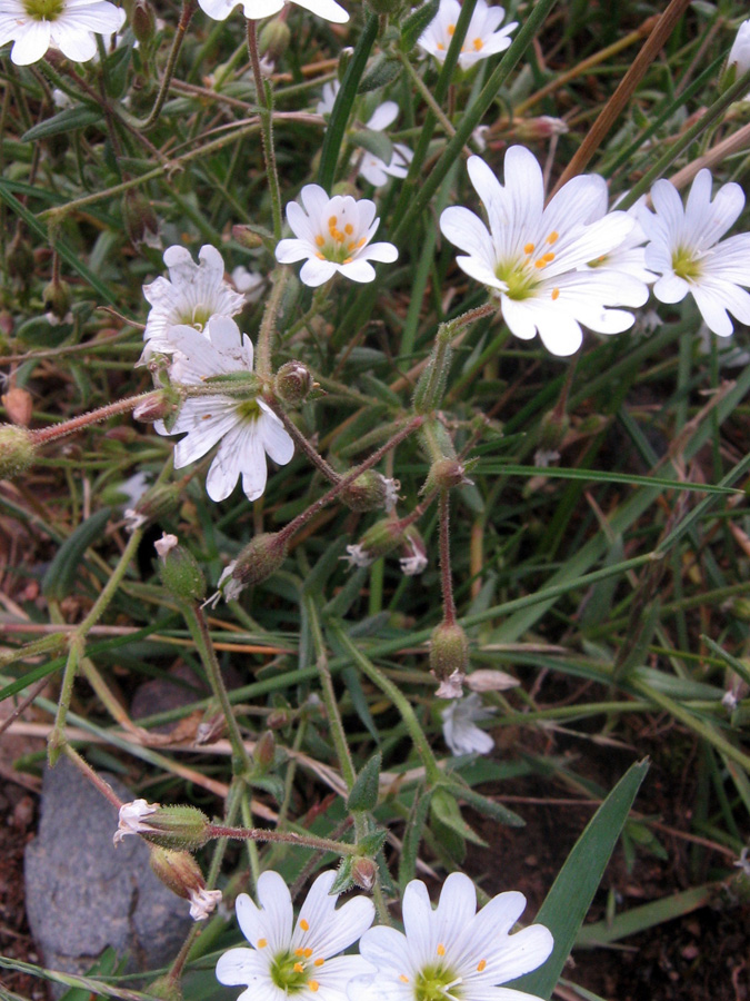 Изображение особи Dichodon cerastoides.