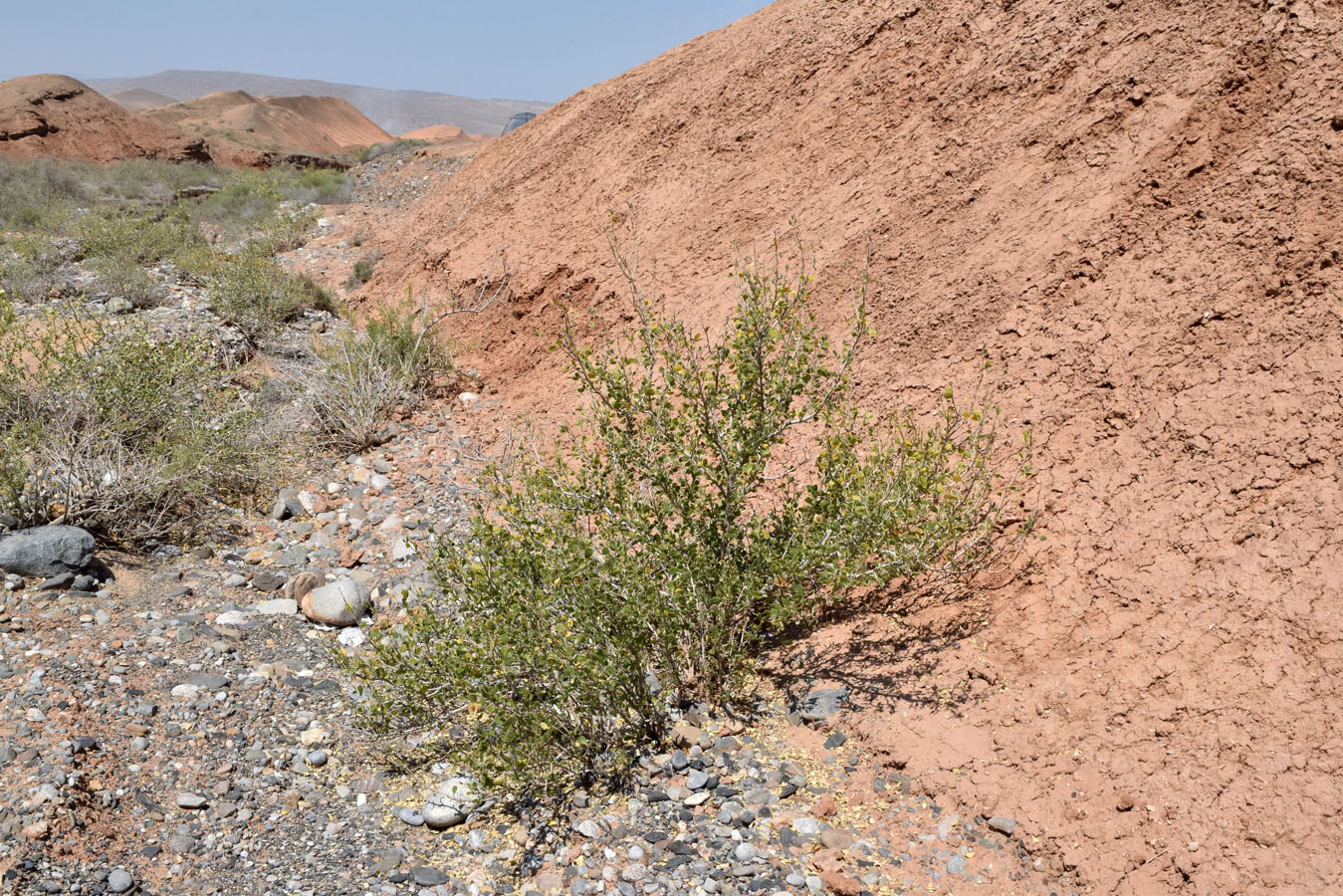 Image of Zygophyllum atriplicoides specimen.